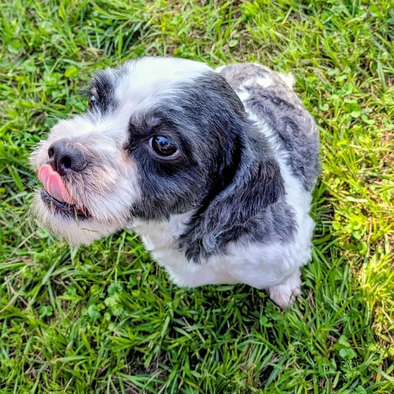 Oreo Theodore thumbnail 5
