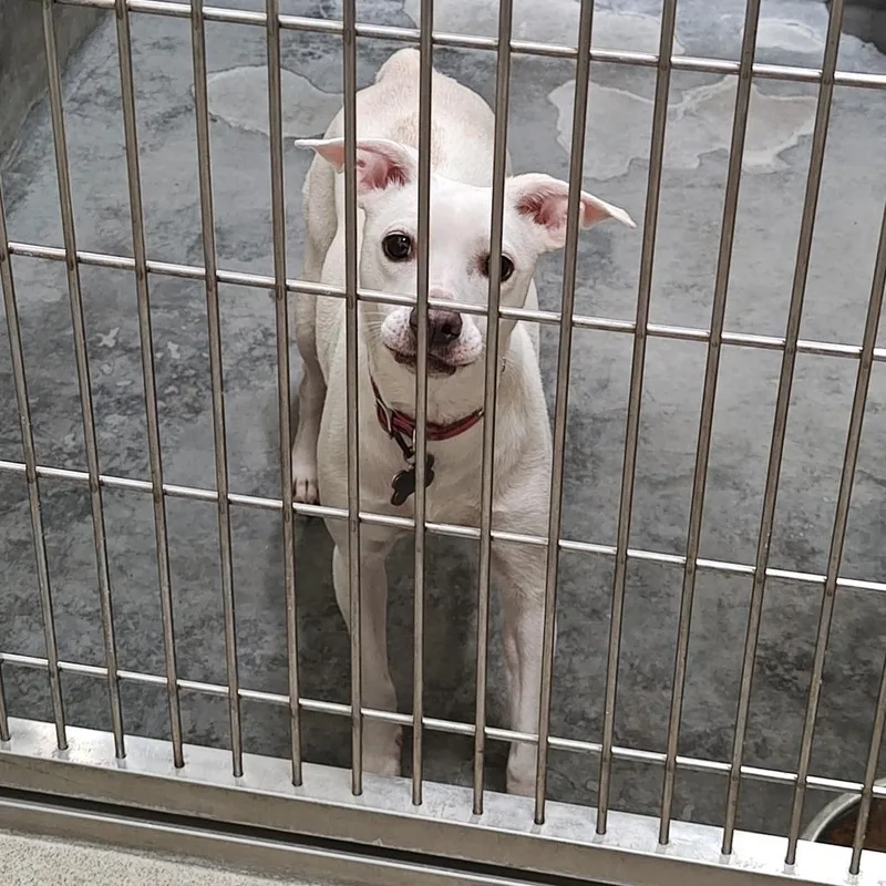 An adult medium-sized female White / Cream Terrier dog named Iepastray for adoption in Upland, CA