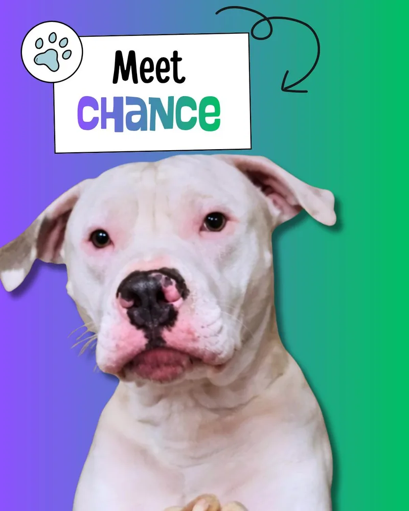 Chance thumbnail 5