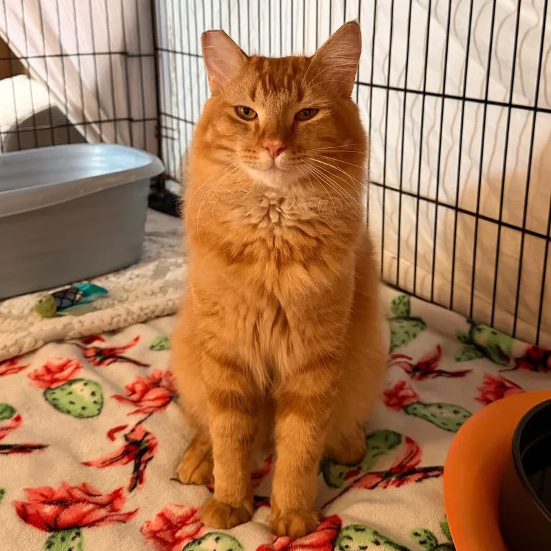An adult large-sized male Orange / Red Domestic Long Hair cat named Blaze for adoption in Tucson, AZ
