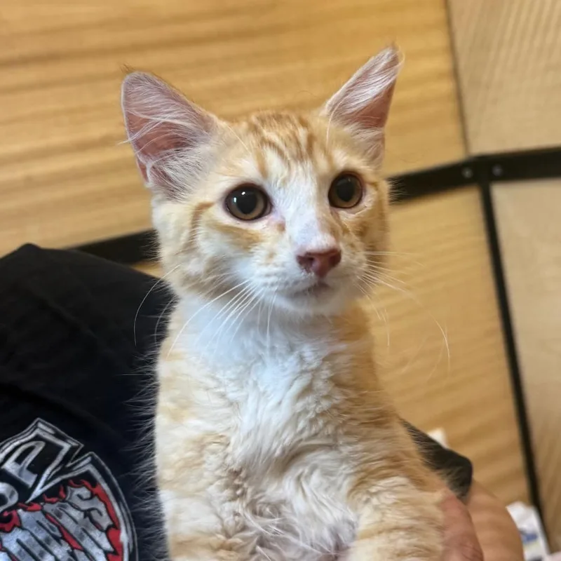 A baby small-sized male Orange / Red Domestic Short Hair cat named Jimmy for adoption in Desert Hot Springs, CA