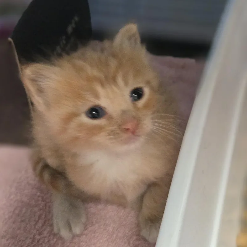 Jimmy thumbnail 2