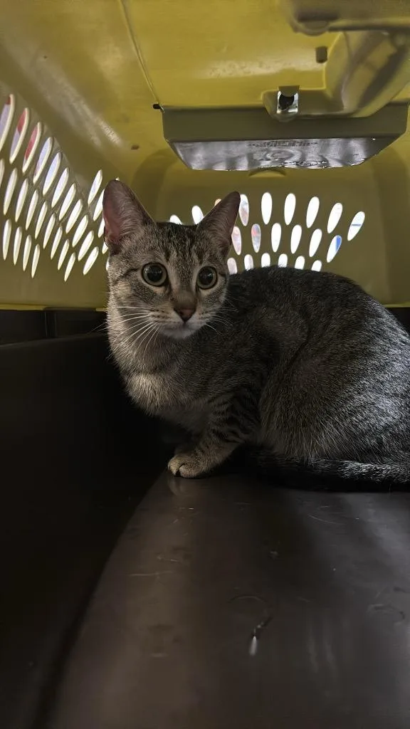 A young medium-sized female Domestic Short Hair cat named Willow for adoption in New Braunfels, TX