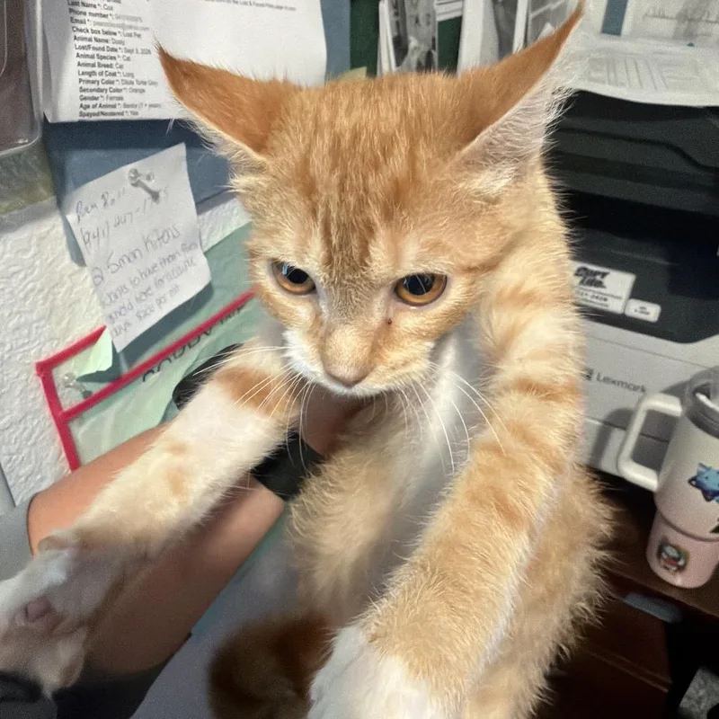 A baby small-sized male Orange / Red Domestic Short Hair cat named Tundra for adoption in Port Charlotte, FL