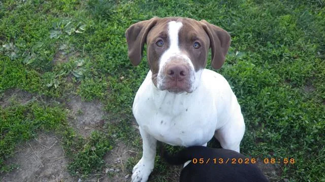A young medium-sized male German Shorthaired Pointer dog named Nemo for adoption in Indianapolis, IN