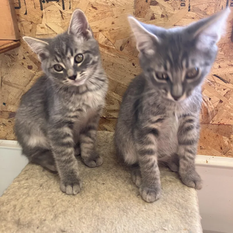 A baby medium-sized male Domestic Medium Hair cat named Kai andor Tai for adoption in Pendleton, OR