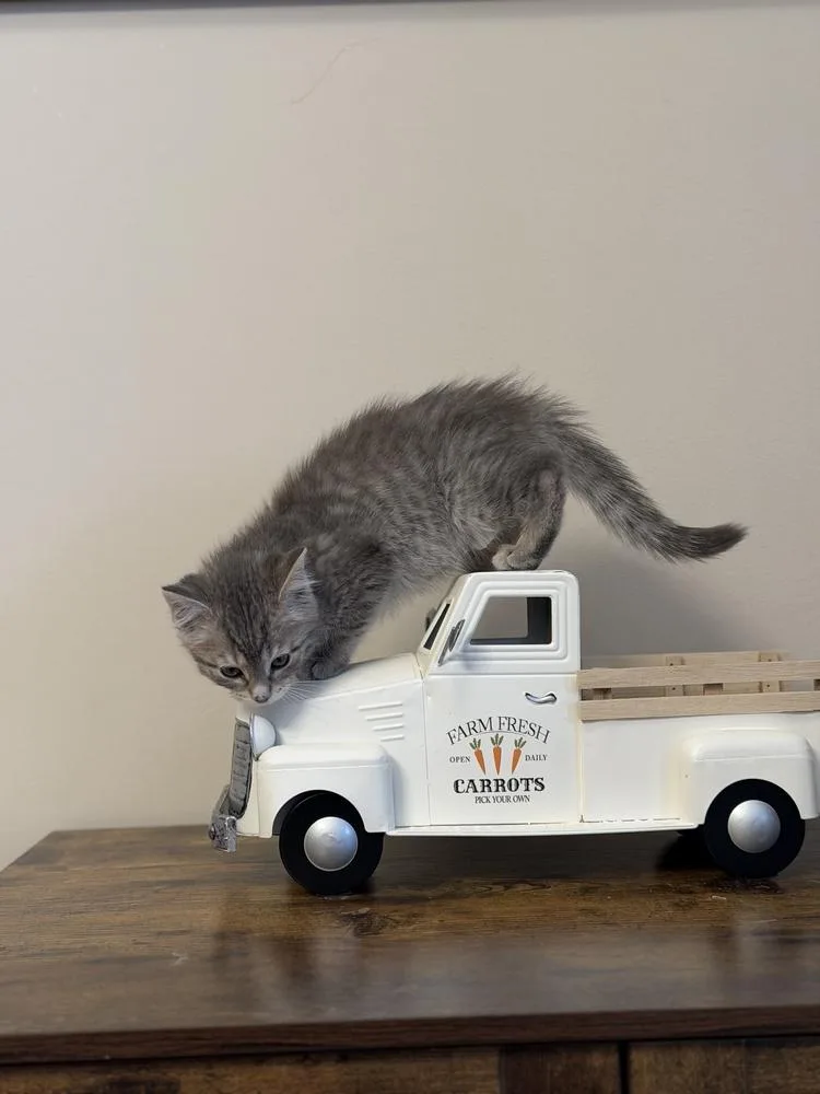 A baby small-sized female Domestic Short Hair cat named Agnes for adoption in Wheaton, IL