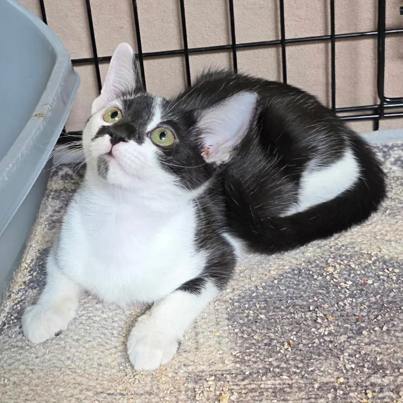 A baby small-sized female Domestic Short Hair cat named Rocket C for adoption in Lebanon, TN