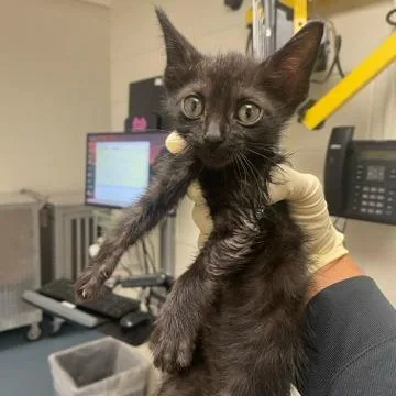 A baby small-sized male Black Domestic Short Hair cat named Rayon for adoption in West Palm Beach, FL