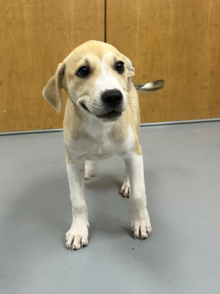 A baby medium-sized female Shepherd dog named Cream Sickle for adoption in Hartsville, SC