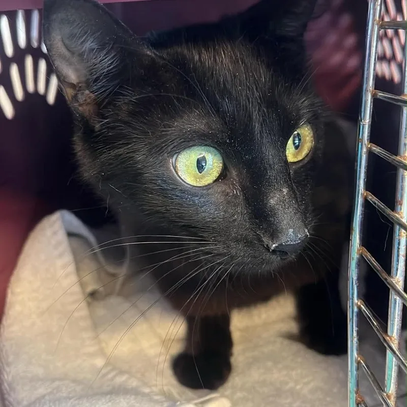 Jesse thumbnail 5