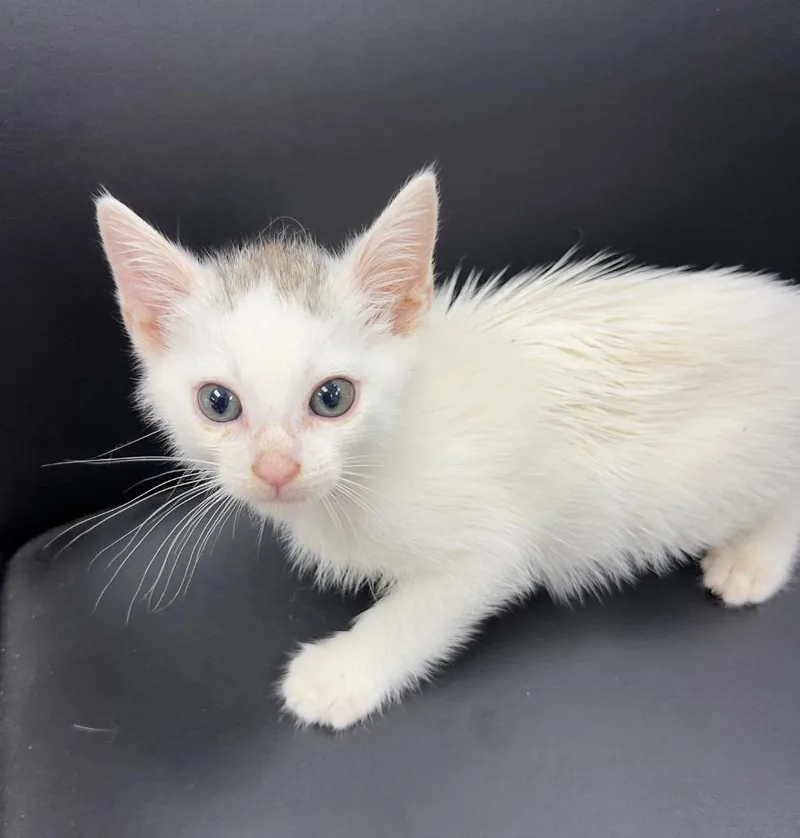 A baby medium-sized male Tabby cat named Wade for adoption in San Pedro, CA