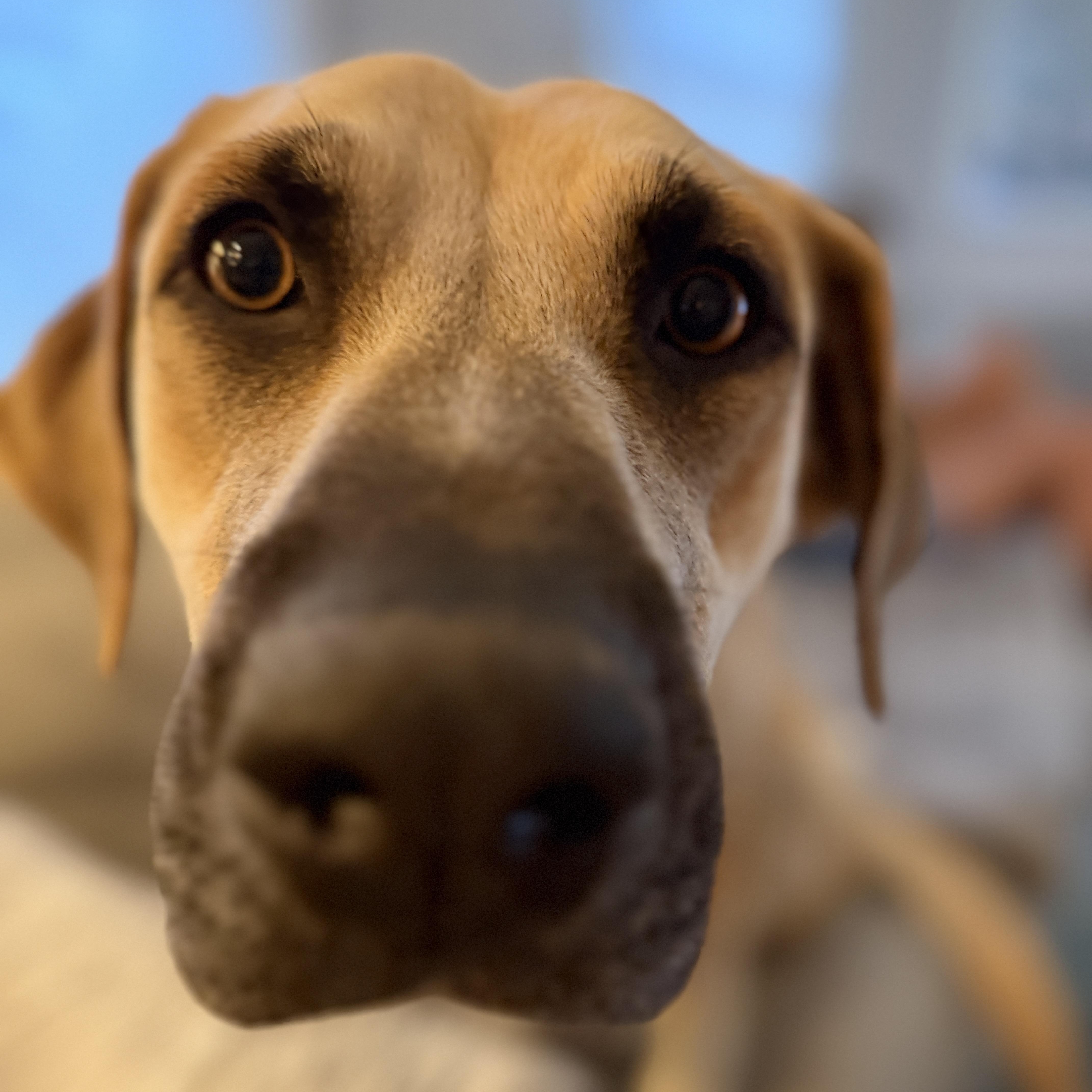 A young large-sized female Yellow / Tan / Blond / Fawn Anatolian Shepherd dog named Juliet for adoption in Chatham, NJ