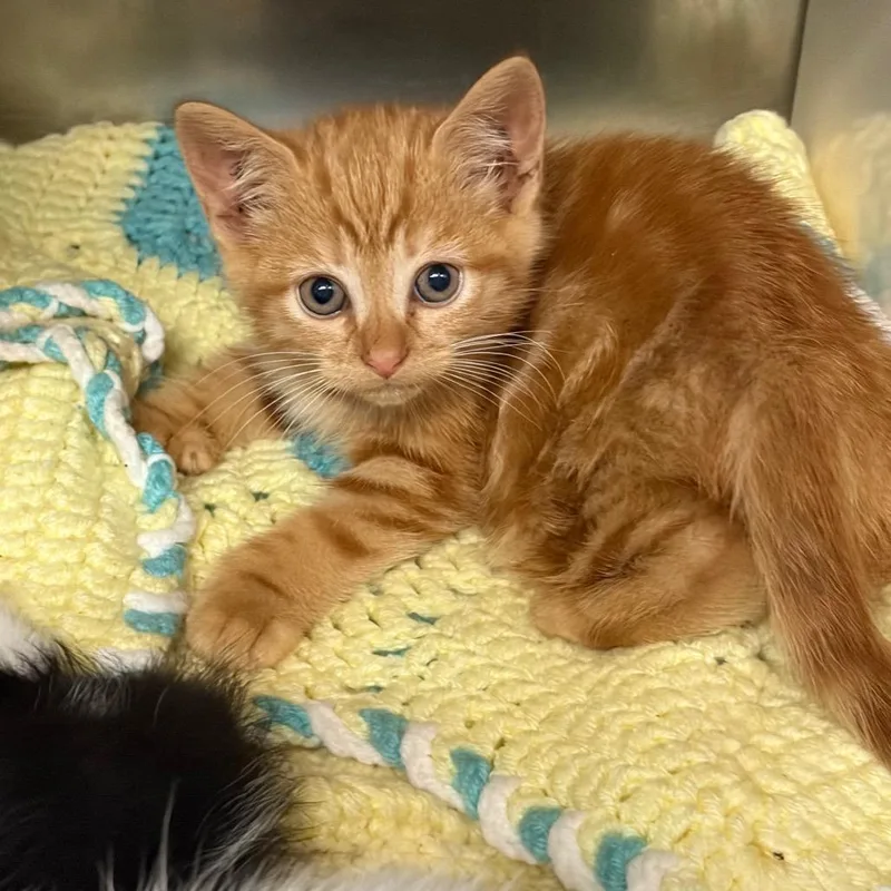 A baby small-sized female Orange / Red Domestic Short Hair cat named Popsicle for adoption in Newark, NJ