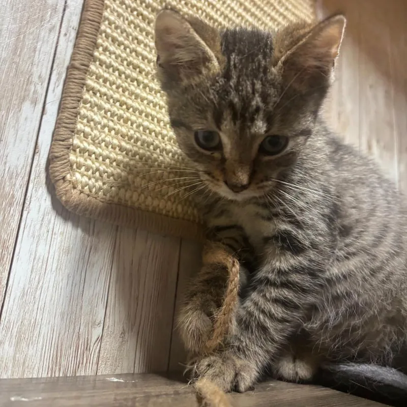 A baby small-sized male Brown / Chocolate Extra-Toes Cat / Hemingway Polydactyl named Pauly for adoption in Charlottesville, VA