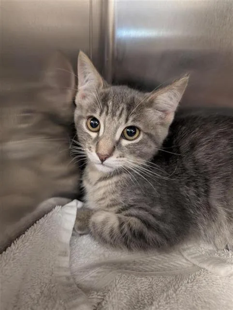 A baby small-sized female Domestic Short Hair cat named Chloe for adoption in Sacramento, CA