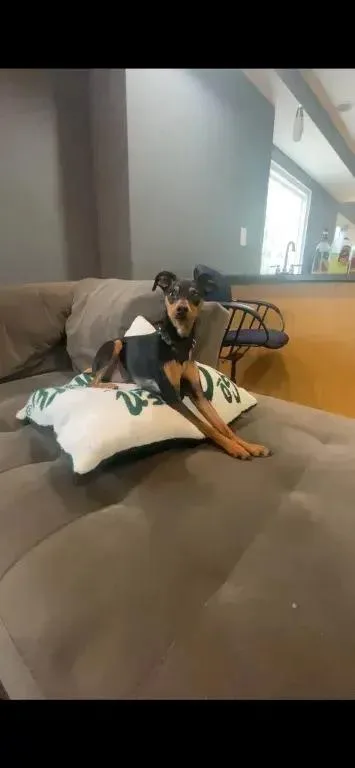 An adult small-sized male Brown / Chocolate Miniature Pinscher dog named Jj for adoption in Grand Rapids, MI