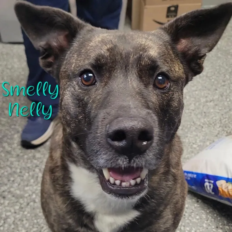An adult large-sized male Brindle Norwegian Elkhound dog named Smelly Nelly for adoption in Parkersburg, WV