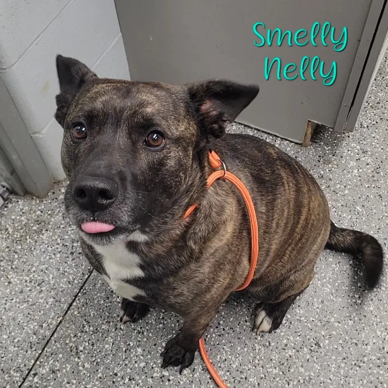 Smelly Nelly thumbnail 2