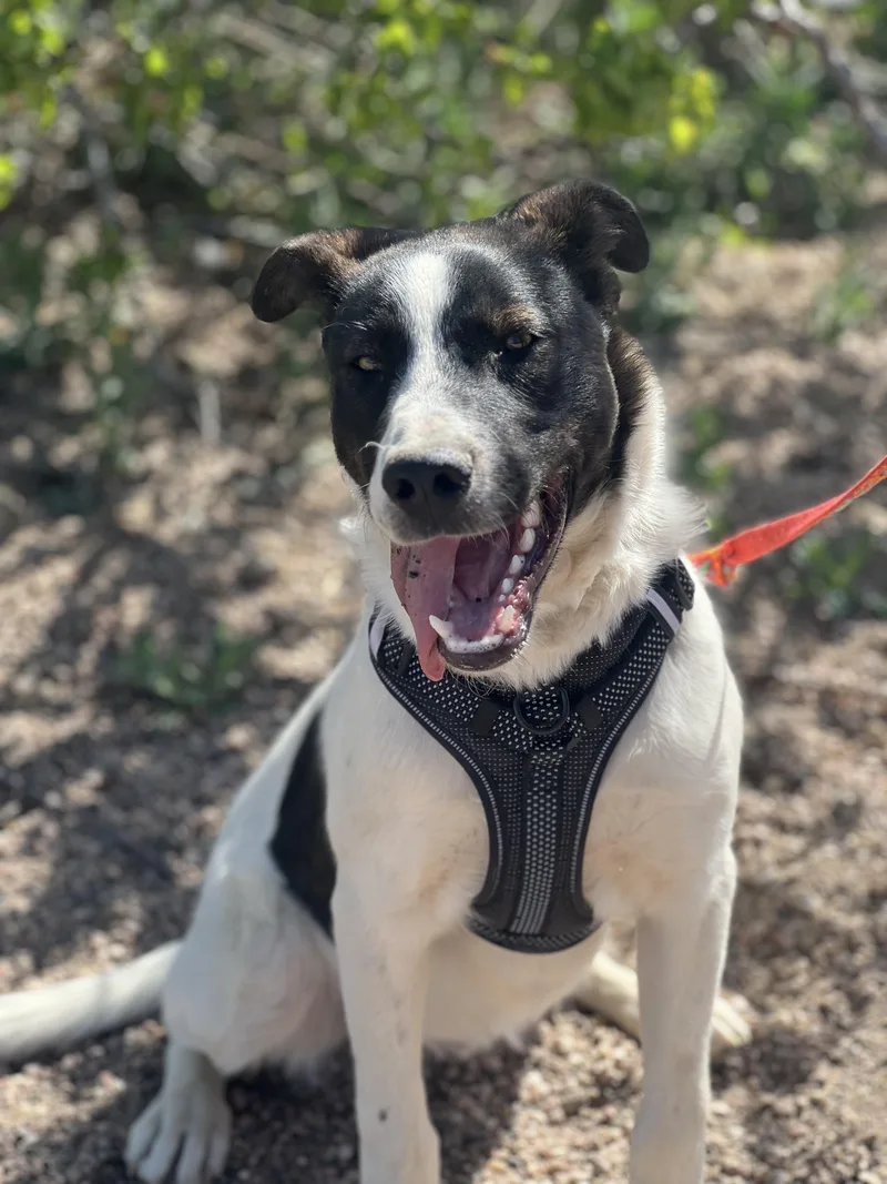 A young medium-sized male Border Collie dog named Duke for adoption in Brighton, CO