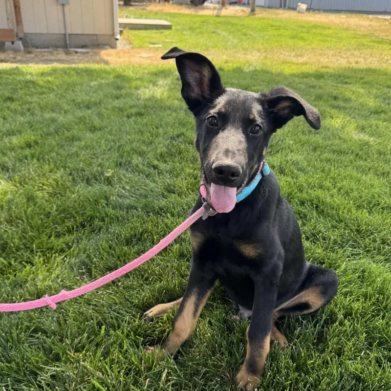 A baby medium-sized male Black Mixed Breed dog named Zoro for adoption in Spokane, WA
