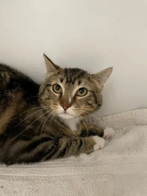 A young medium-sized male Tabby (Brown / Chocolate) Domestic Short Hair cat named Chex for adoption in Hayward, WI