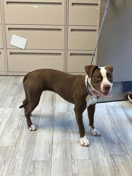 Nova