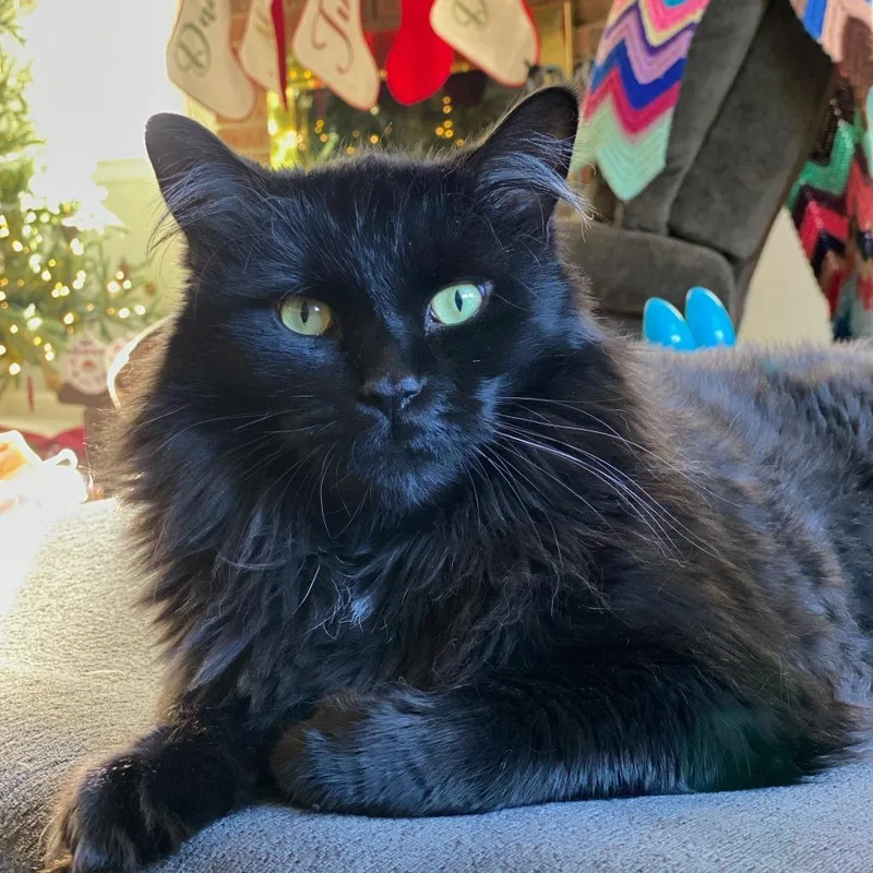 A senior extra large-sized male Black Domestic Long Hair cat named Russell with RyRy for adoption in Manchester, CT