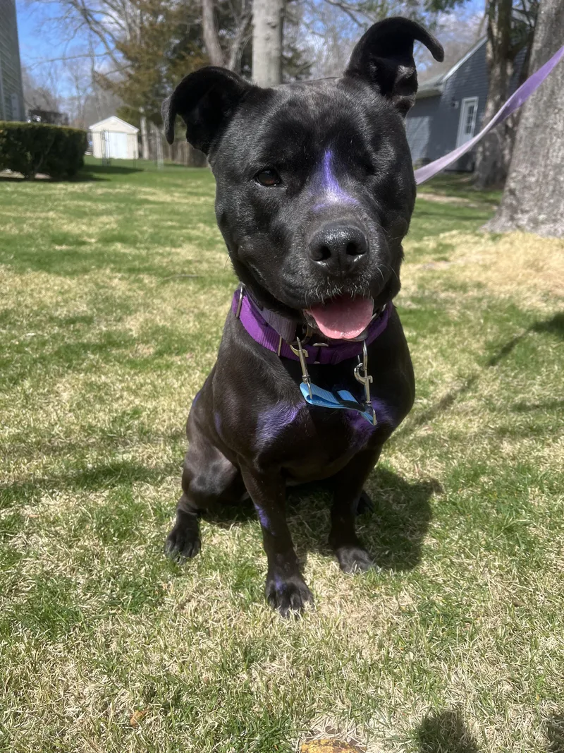 A young medium-sized female Black Pit Bull Terrier dog named Storm for adoption in Islip Terrace, NY