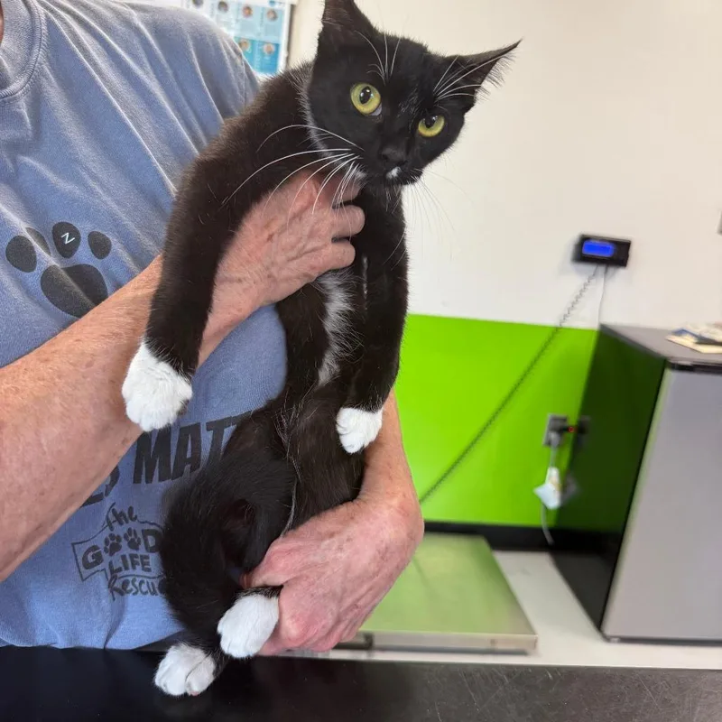 A young medium-sized female Black Domestic Short Hair cat named Frances for adoption in Ponca City, OK