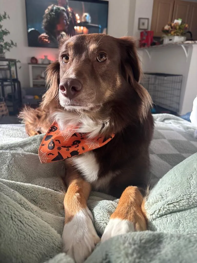 An adult large-sized female Australian Shepherd dog named Riley for adoption in Bradenton, FL