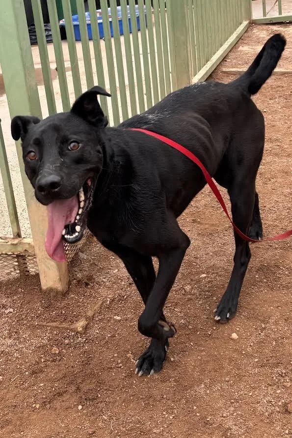 An adult medium-sized male Black Mixed Breed dog named Max for adoption in Hobbs, NM