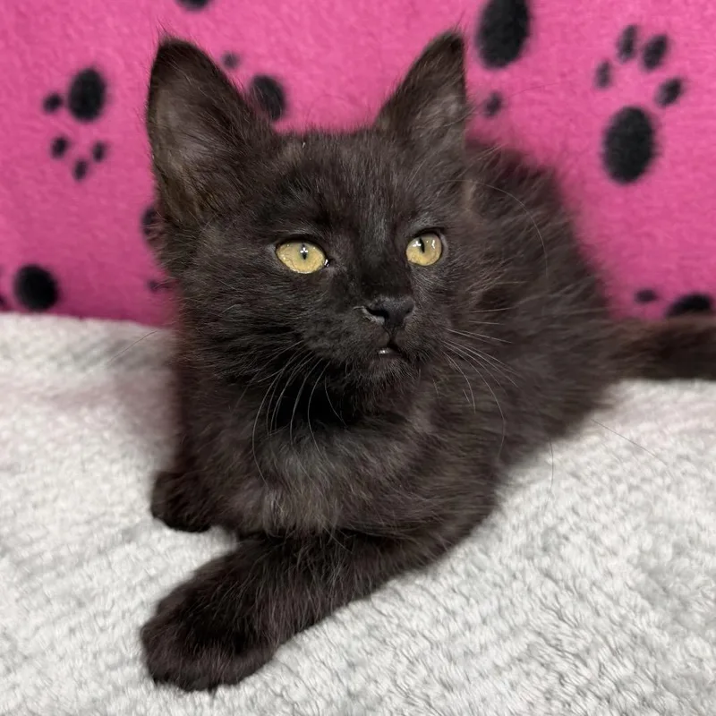 A baby small-sized female Black Domestic Short Hair cat named Nami for adoption in Spokane, WA