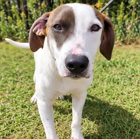 A young medium-sized male Pointer dog named Alfalfa for adoption in Foley, AL