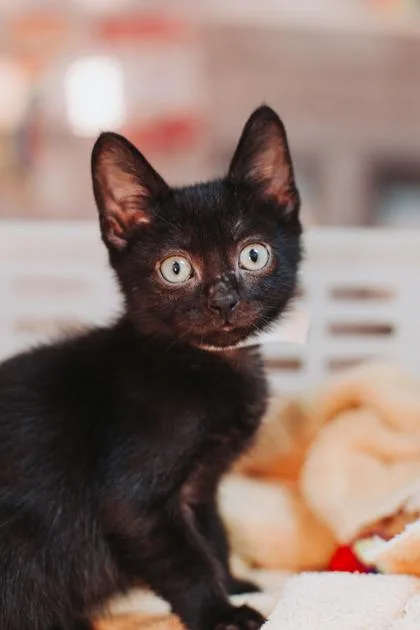 A baby small-sized male Domestic Short Hair cat named a Miguel for adoption in North Charleston, SC