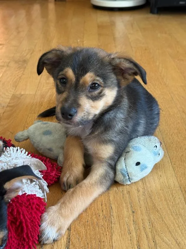 A baby small-sized male Australian Cattle Dog / Blue Heeler dog named Mork for adoption in Novato, CA