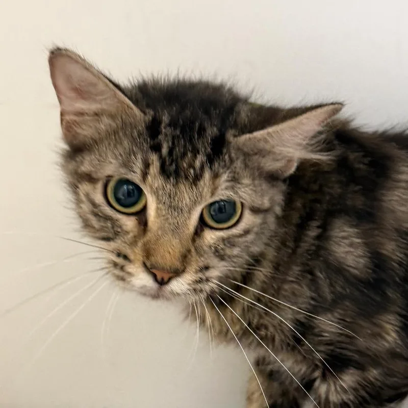 A baby medium-sized female Brown / Chocolate Domestic Short Hair cat named Clover for adoption in Marshall, TX