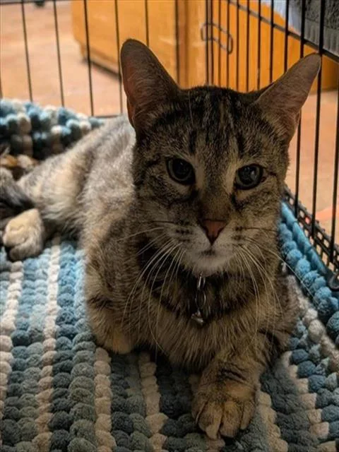 An adult small-sized female Domestic Short Hair cat named Luna for adoption in Sacramento, CA