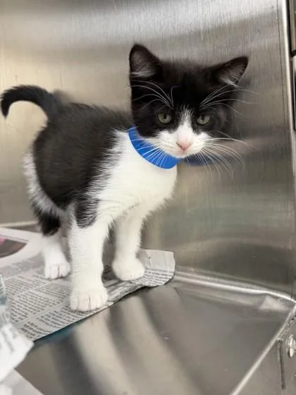 A baby small-sized male Domestic Short Hair cat named Dr. Nefario for adoption in Westland, MI