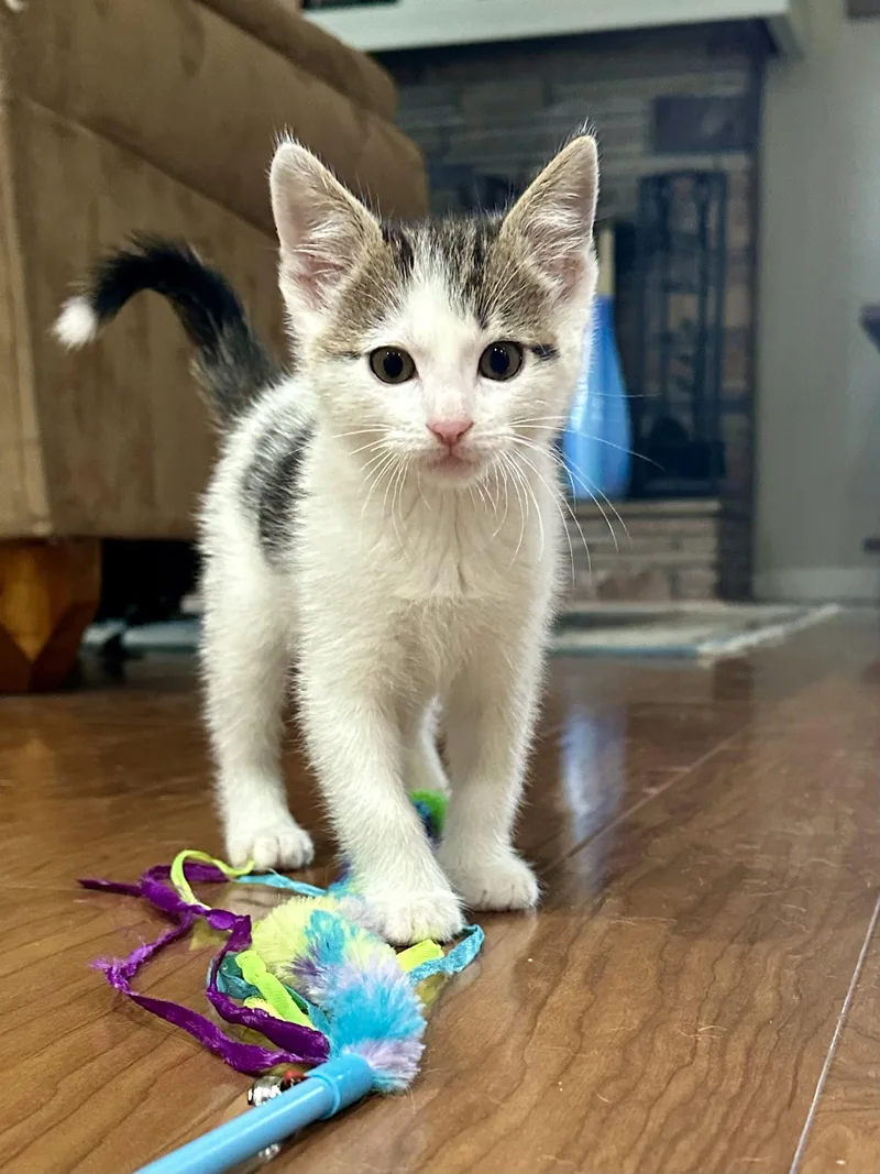 A baby medium-sized male Domestic Short Hair cat named Frank  Bonded With for adoption in Fremont, CA