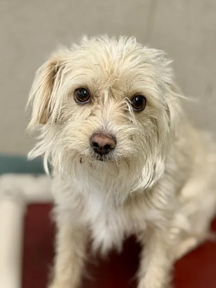 An adult small-sized male Mixed Breed dog named Mars for adoption in New Orleans, LA