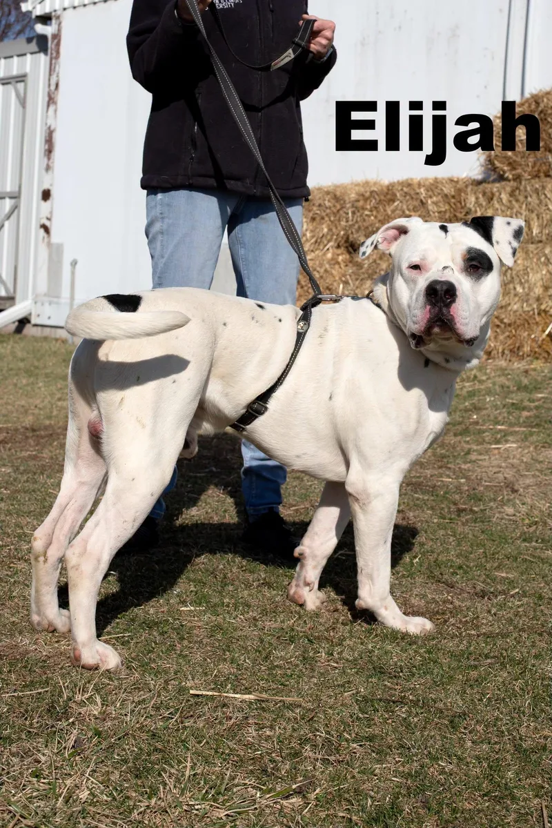 Elijah