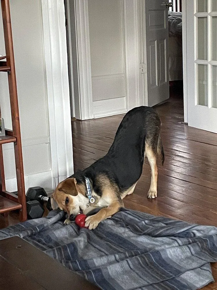 A young medium-sized male Terrier dog named Bones for adoption in Candler, NC