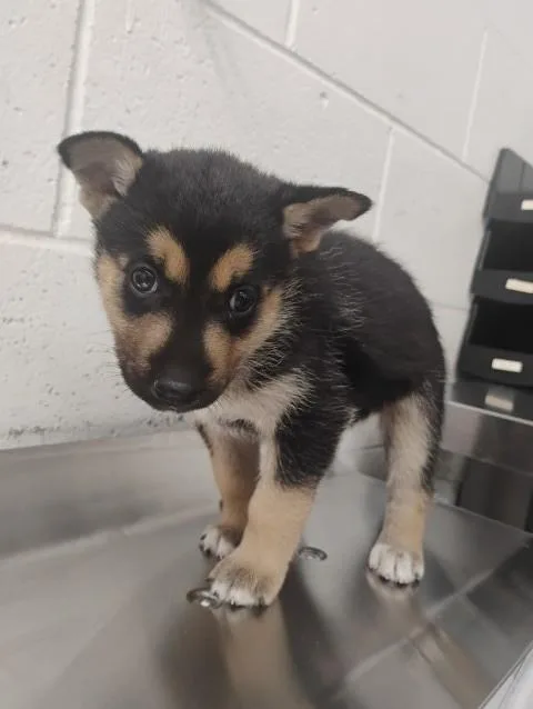 A baby small-sized female German Shepherd Dog dog named Stella for adoption in San Bernardino, CA