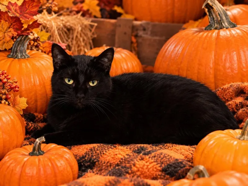 A young large-sized male Domestic Short Hair cat named Spooky for adoption in Detroit, MI
