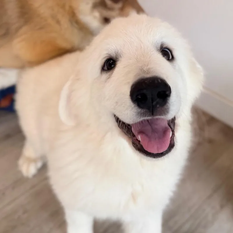 A baby large-sized male White / Cream Great Pyrenees dog named Archie for adoption in Green Bay, WI