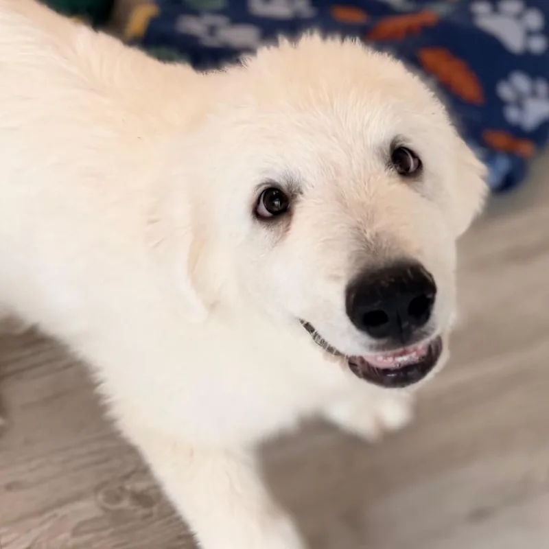 Archie thumbnail 2