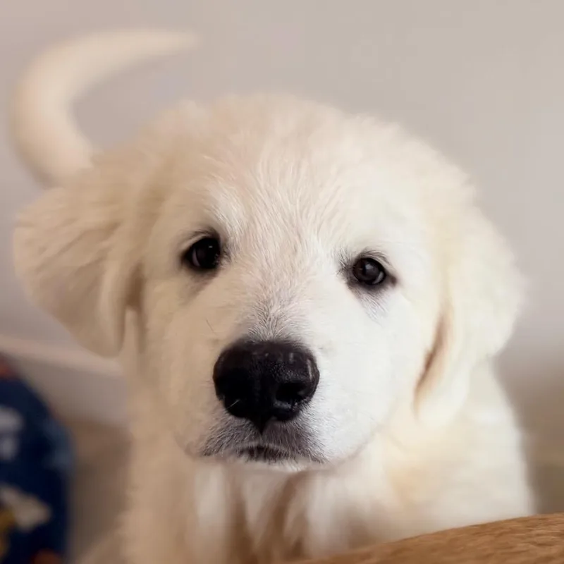 Archie thumbnail 4