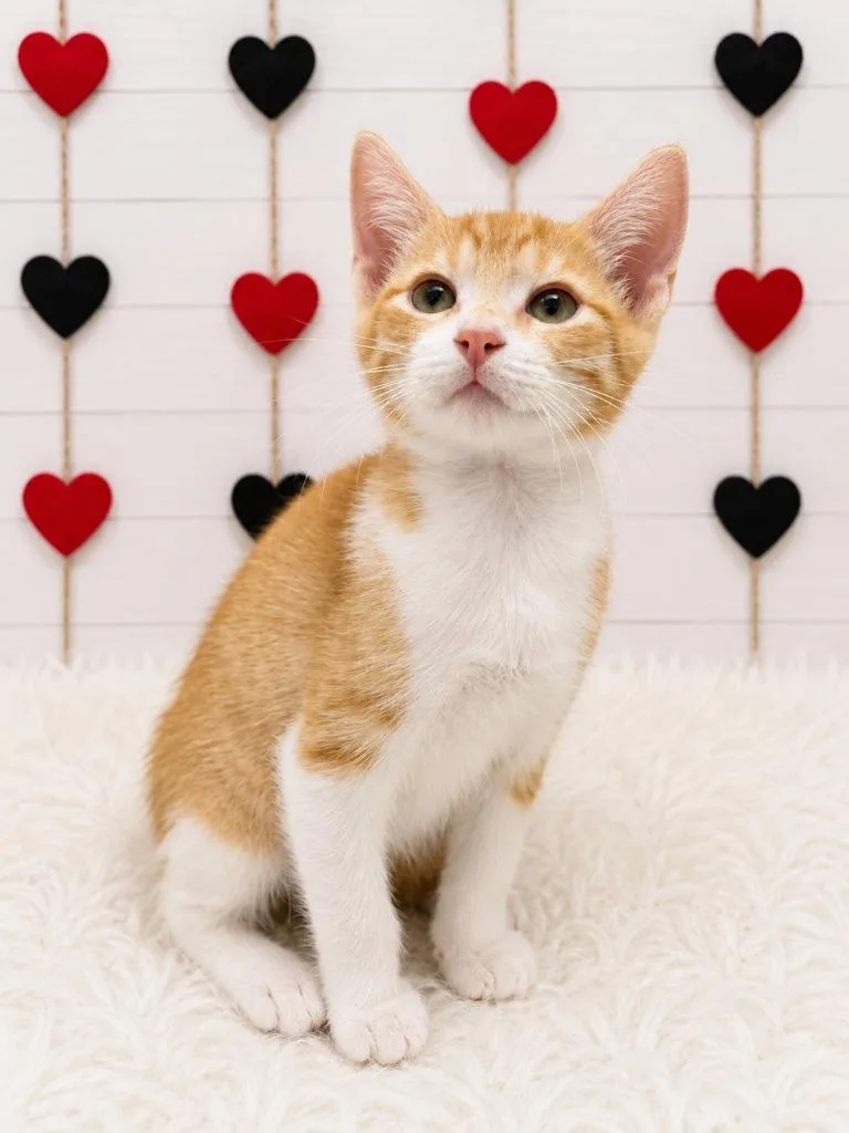 A baby small-sized male Domestic Short Hair cat named Rover for adoption in Corpus Christi, TX