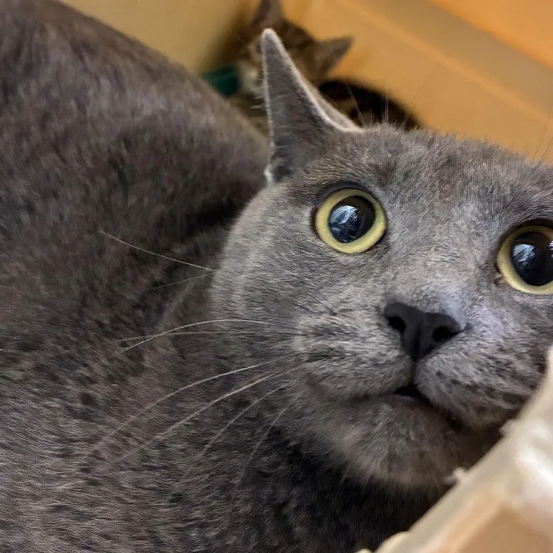 An adult medium-sized female Gray / Blue / Silver Domestic Short Hair cat named 72718 for adoption in Harrisonburg, VA